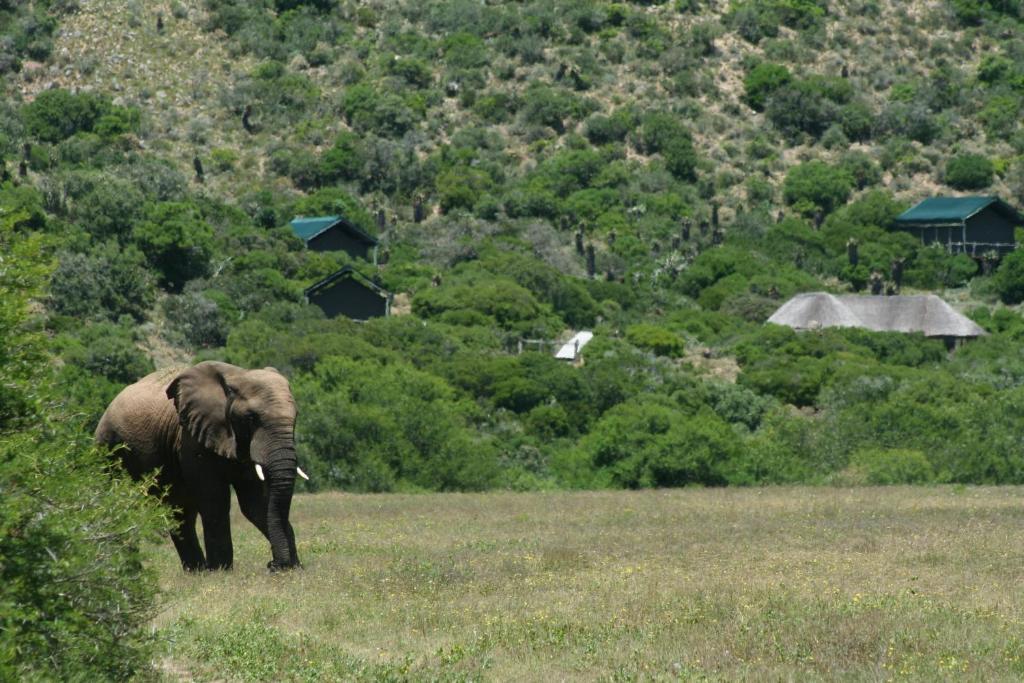 Hillsnek Safari Camp - Amakhala Game Reserve Exterior photo