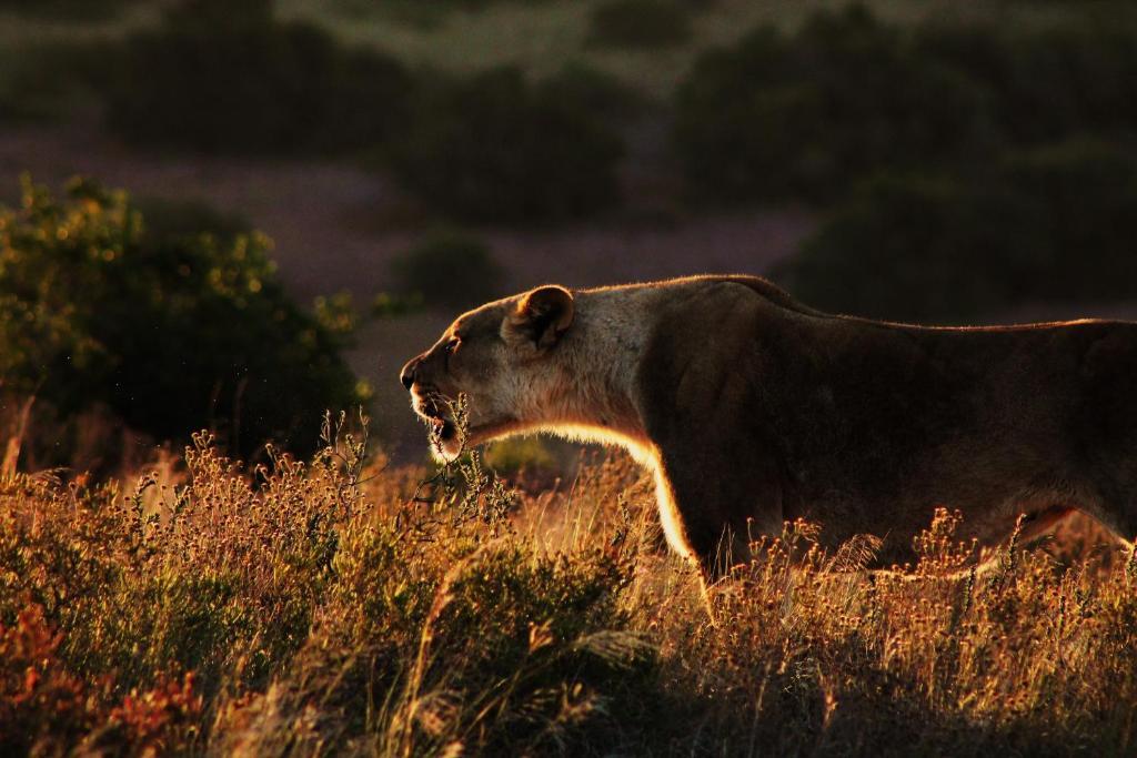 Hillsnek Safari Camp - Amakhala Game Reserve Exterior photo