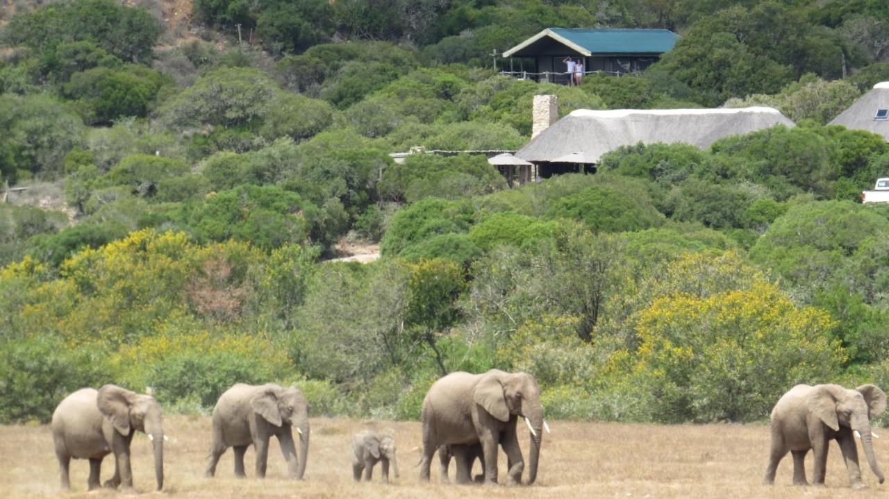 Hillsnek Safari Camp - Amakhala Game Reserve Villa Exterior photo