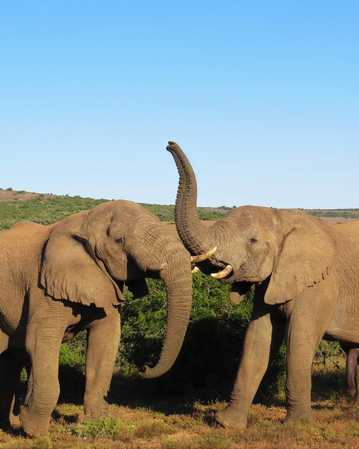Hillsnek Safari Camp - Amakhala Game Reserve Exterior photo