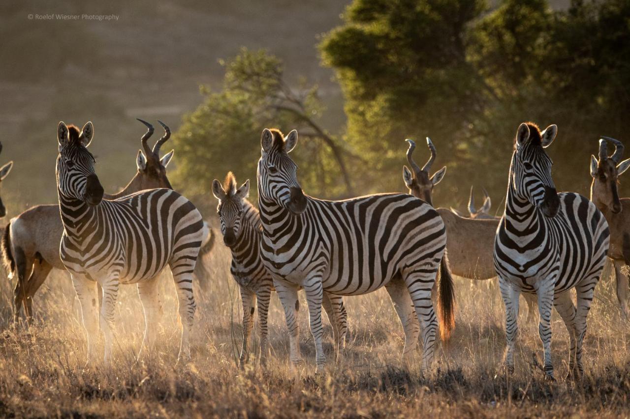 Hillsnek Safari Camp - Amakhala Game Reserve Exterior photo