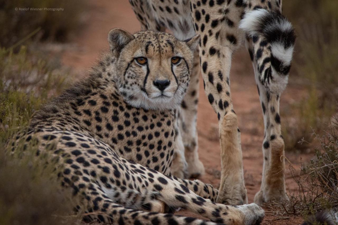 Hillsnek Safari Camp - Amakhala Game Reserve Exterior photo