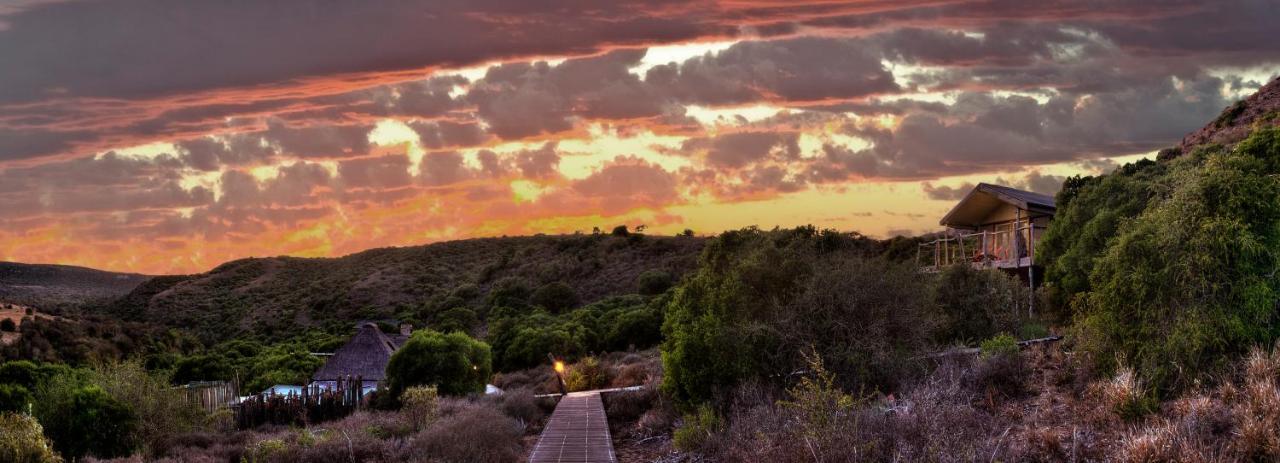 Hillsnek Safari Camp - Amakhala Game Reserve Exterior photo