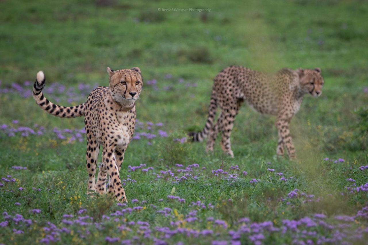 Hillsnek Safari Camp - Amakhala Game Reserve Exterior photo