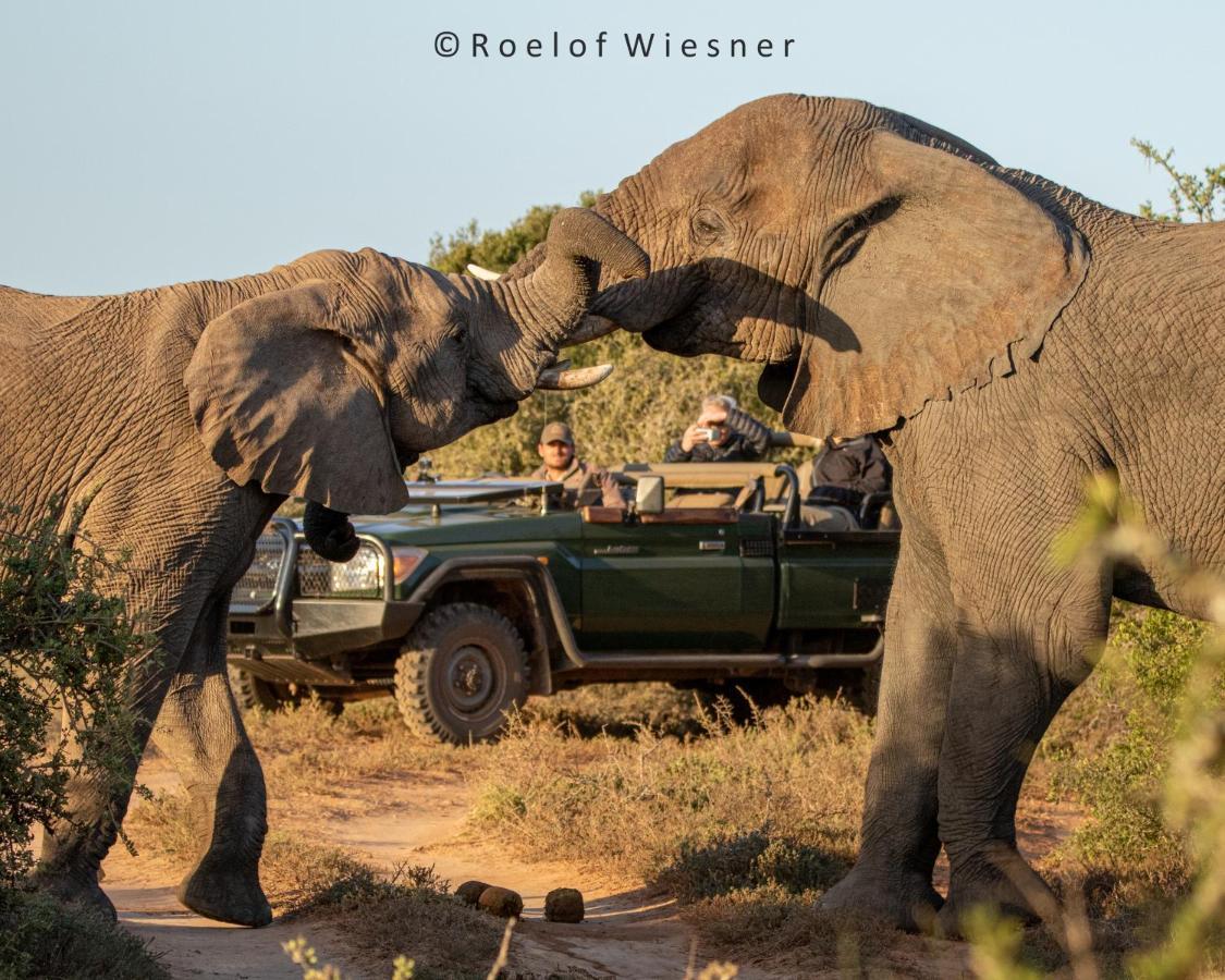 Hillsnek Safari Camp - Amakhala Game Reserve Exterior photo