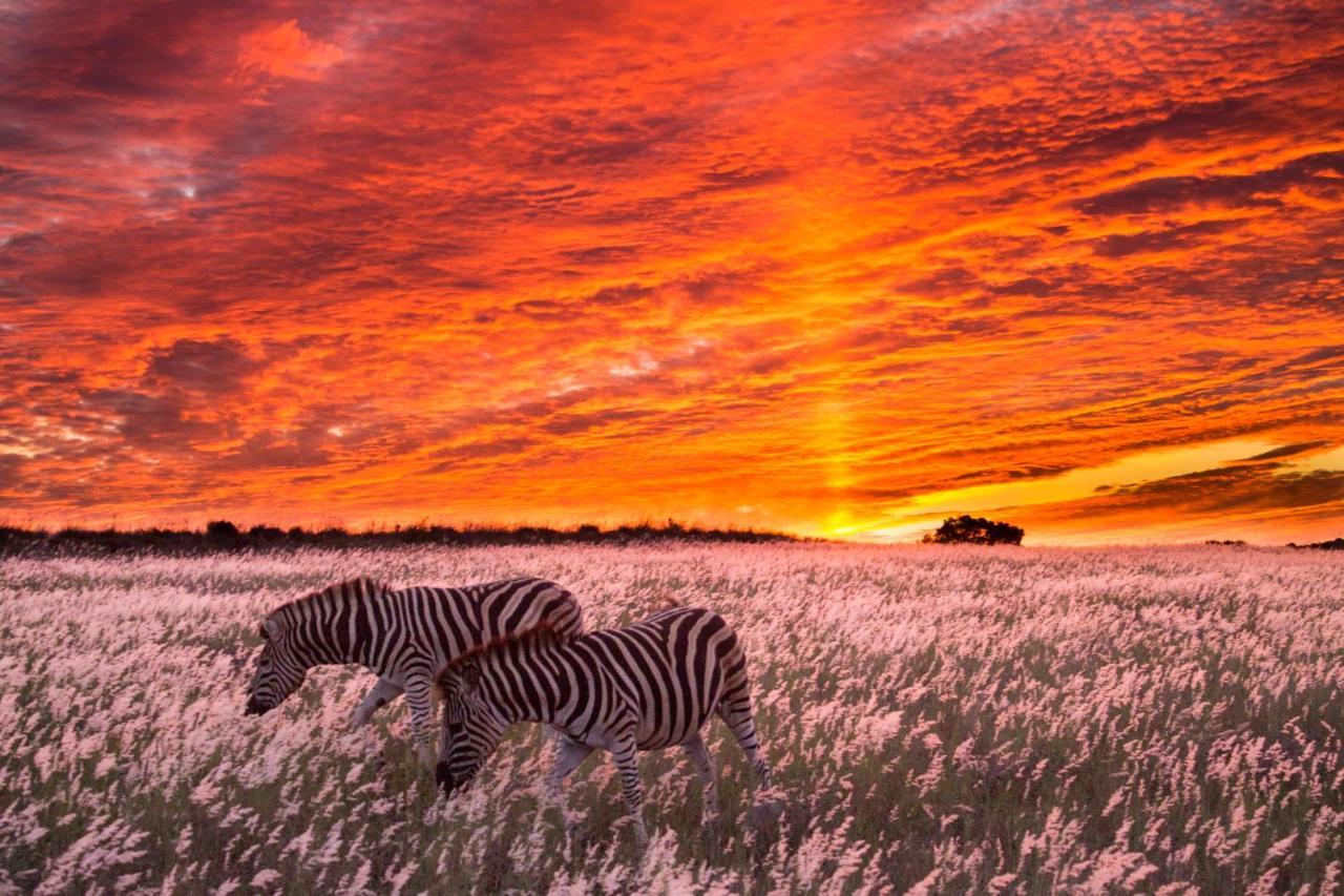 Hillsnek Safari Camp - Amakhala Game Reserve Exterior photo